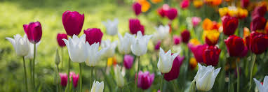 Die vielen für den garten geeigneten tulpen, bzw. Tulpen Giessen Pflegen Und Zuchten Tipps Von Toom