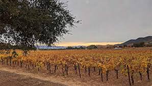 5 napa valley experiences worth a visit rocklin and