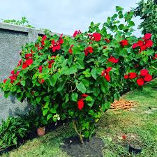 Image result for Mussaenda elegans