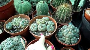 Peyote has been used for over 5000 years by the indigenous peoples of the americas for ceremonial and healing purposes. Our Lophophora Cacti The Peyote Cactus Complete Collection Tour Youtube