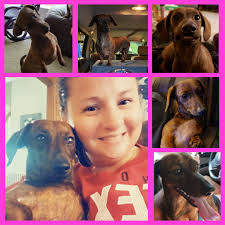 Dachshund owner shares photos and story of their pet Piper