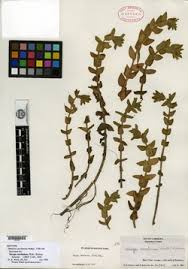 Image result for Jamesbrittenia carvalhoi