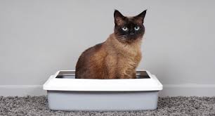 A few years back i lost a husky and found out his problem was related to the food he was eating. Best Cat Food For Diarrhea Top 5 Picks You Should Try