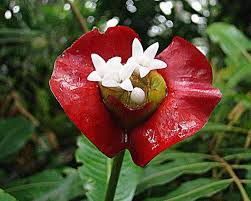 Image result for Psychotria pumila