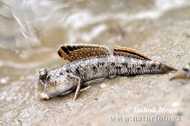 Image result for Sarcophyte piriei