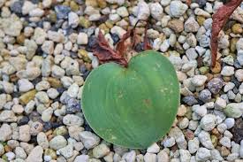 Image result for Eriospermum mackenii