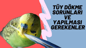 muhabbet kusu tuy dokumu neler yapilmali hasta mi saglikli mi youtube