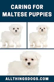 Pin On Cute Puppies