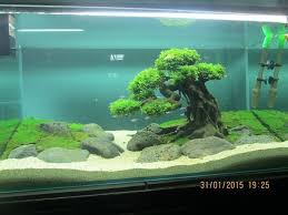 Acie Bonsaidriftwood On Aquascape Aquarium Aquarium Fish Tank Aquarium Landscape