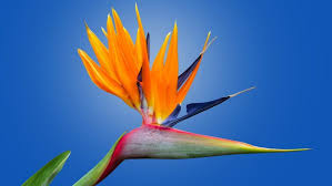 Bird Of Paradise Flower Meaning 70 Flowers With Meaning Flowersandflowerthings Birds Of Paradise Flower Flower Meanings Strange Flowers