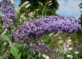 Image result for buddleia davidii