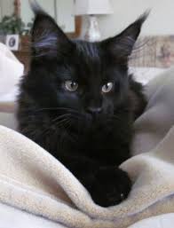 Black And White Kittens For Sale Essex Pin On E Mysteries