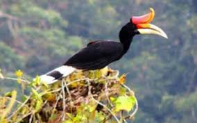 (lirik lagu daerah kaltim burung enggang) burung enggang merista (ciptaan: 23 Arti Mimpi Tentang Burung Enggang Klihingan Menurut Primbon Jawa Dan Islam Perjalanan