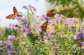 For instance, in a vegetable garden, planting flowers for bees and butterflies can help to instantly improve the visual appearance of the garden, while also attracting pollinators that may not have been as interested in the less showy flowers that appear on most vegetable plants. 30 Unique Plants That Attract Butterflies