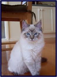 Seal Lynx Point Ragdoll Kitten Pretty Cats Cute Cats And Kittens Cute Cats
