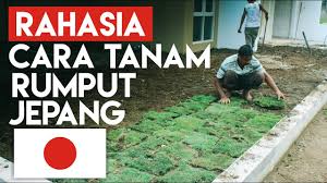 Rumput taman merupakan tanaman yang bisa membuat rumah terlihat dan terasa lebih asri. Ternyata Ini Rahasia Cara Menanam Rumput Jepang Youtube