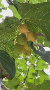 Image result for Jatropha curcas