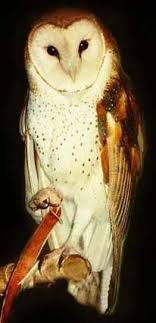 Wesley The Barn Owl Barn Owl Beautiful Owl Owl