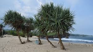 Nama genus, opuntia, ditugaskan oleh tourneforten (1700), karena kemiripannya dengan tanaman berduri asli opus, yunani. Berikut 7 Jenis Tanaman Yang Tumbuh Di Daerah Pantai