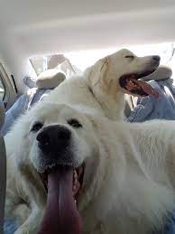 This is in addition to its original function as a flock guard dog. Life With A Great Pyrenees During The Summer