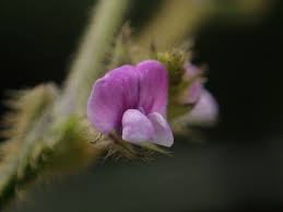 Image result for Glycine max