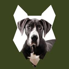 Jun 29, 2021 · browse thru great dane puppies for sale near louisville, kentucky, usa area listings on puppyfinder.com to find your perfect puppy. Fenrir Great Dane Podcast Fenrir Canine Leaders Listen Notes