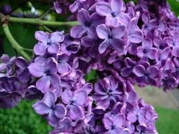 Dopo aver lasciato il tessuto immerso nella tintura per 50 minuti, insieme al sale e a un fissatore, sciacquatelo con acqua fredda, fino a che l'acqua non. Fiori Lilla Fiori Delle Piante