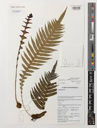 Image result for Blechnum attenuatum