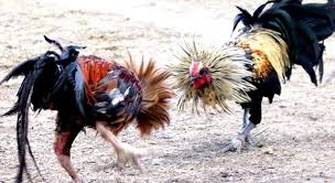 Untuk anda yang ingin mendapatkan ayam bangkok aduan, anda diharuskan untuk memperhatikan beberapa tahap seperti. Adu Ayam Cock Fighting Home Facebook