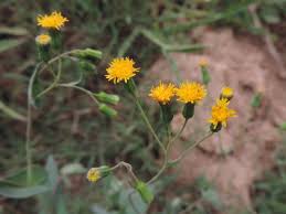 Image result for Emilia abyssinica