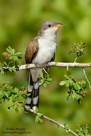 Common Birds Of Southern Arizona Value Of The Verde River Although The Verde River Watershed Comprises Only 5 8 Percent Of The Land Area In Arizona Beautiful Birds Colorful Birds Pretty Birds