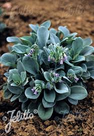 1,918 likes · 1 talking about this. Jelitto Perennial Seed Mertensia Maritima Ssp Asiatica Portion S