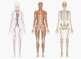 On the board, the teacher should place a picture of the diagram of the human body. Explore Human Anatomy Physiology And Genetics Innerbody