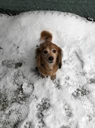 Maybe you would like to learn more about one of these? Happy Tails Dog Resort Home Facebook