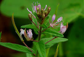 Image result for Cleome monophylla