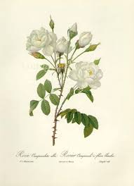 Google Image White Rose Botanical Botanical Drawings Botanical Prints Botanical Collage