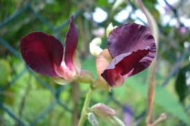 Image result for Macroptilium atropurpureum