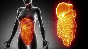 This article covers the abdominal regions, including their anatomy, contents, landmarks, and clinical aspects. Female Abdominal Organs Details In Black Stock Video Pond5