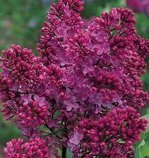 Syringa Vulgaris Congo Large Panicles Of Single Strongly Fragrant Magenta Red Flowers Lilac Flowers Beautiful Flowers Lilac Plant