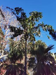 Image result for Aiphanes horrida