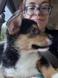 Here's 19 seconds of my elderly neighbor petting my corgi.**