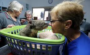 Australia Wildfires Animals In Peril Across The Country Cbs News