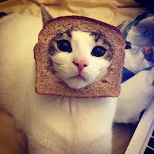 Bildergebnis für cat bread