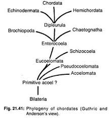 Echinoderms Classification Habitat And Affinities