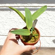 メルカリ Goten ミニカトレア オルペッティー 2 鉢スタンド付き 植物 観葉植物 2 100 中古や未使用のフリマ