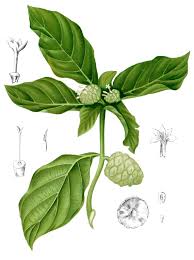 Image result for Morinda asteroscepa