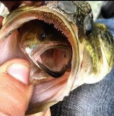 Bass Swallowed A Bass How About That Bass Fishing Fishing Tips Bass Fishing Tips
