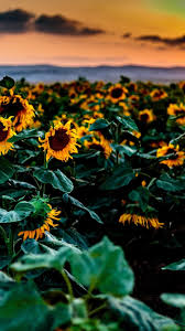 Free download 640x1136 wallpapers and backgrounds. Sunflowers Fields Sunset 750x1334 Iphone 8 7 6 6s Wallpaper Background Picture Image