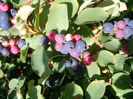 Image result for indiánská borůvka obrázek