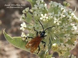 Asclepias Erosa Desert Milkweed California Gardens Asclepias Milkweed California Garden